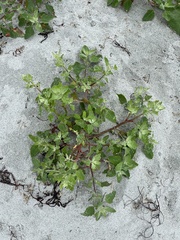 Atriplex laciniata