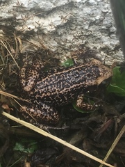 Eleutherodactylus lentus