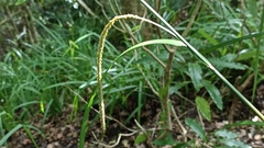 Carex leviosa