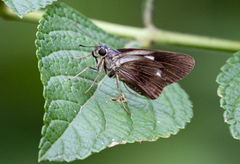 Polyctor polyctor