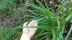 Carex leviosa