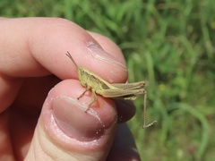 Pseudochorthippus curtipennis