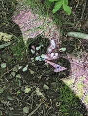 Monotropa uniflora