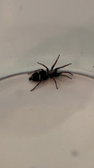 Sergiolus columbianus