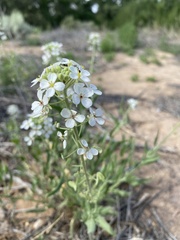 Dimorphocarpa wislizeni