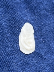 Crepidula plana