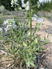 Dimorphocarpa wislizeni