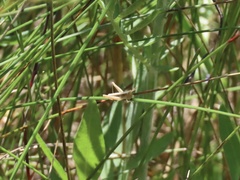 Pseudochorthippus curtipennis