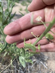 Dimorphocarpa wislizeni