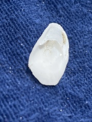 Crepidula plana