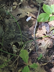 Monotropa uniflora