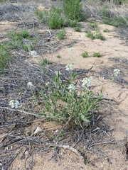 Dimorphocarpa wislizeni