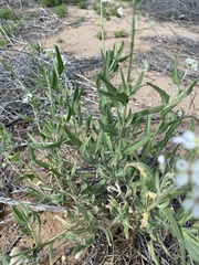 Dimorphocarpa wislizeni