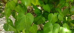 Hernandia nymphaeifolia