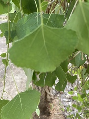 Populus