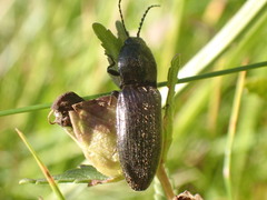 Hemicrepidius hirtus