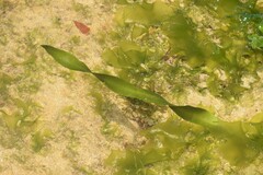 Caulerpa prolifera