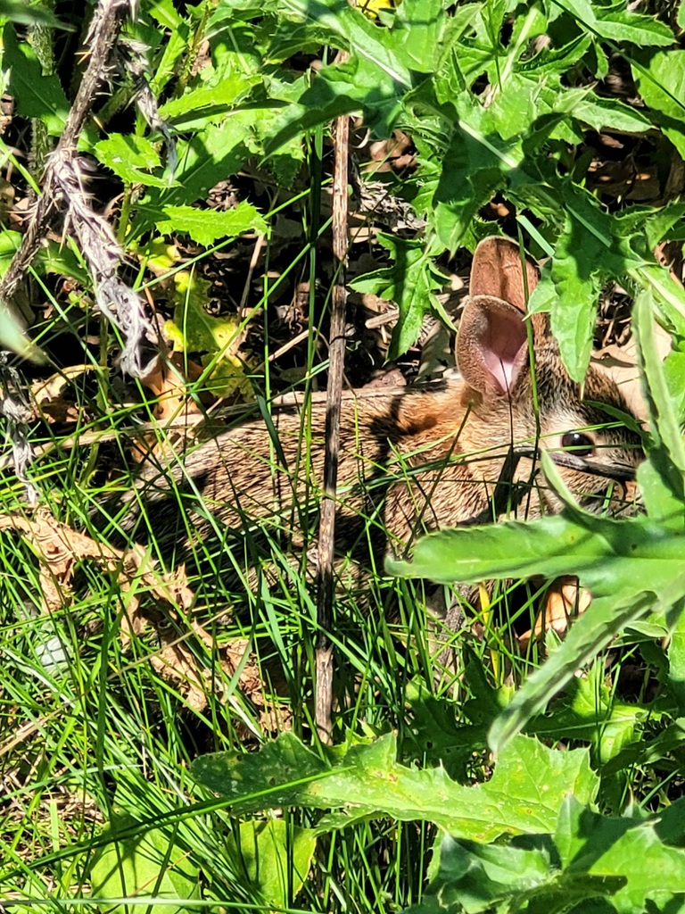 Eastern Cottontail from Otter Tail County, MN, USA on July 02, 2022 at ...