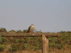 Kaupifalco monogrammicus