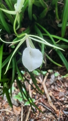 Brassavola