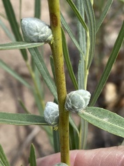 Rabdophaga strobiloides