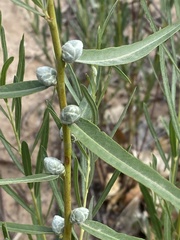 Rabdophaga strobiloides