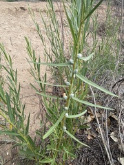 Rabdophaga strobiloides