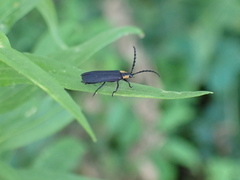 Calochromus perfacetus