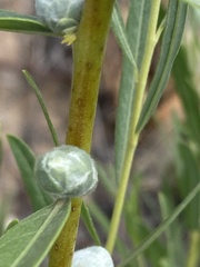 Rabdophaga strobiloides