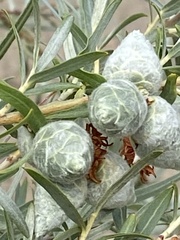 Rabdophaga strobiloides