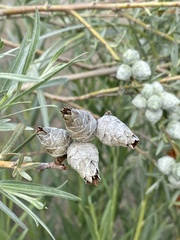 Rabdophaga strobiloides
