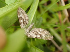 Eupithecia nanata