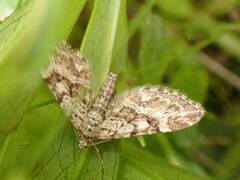 Eupithecia nanata