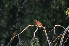Emberiza citrinella
