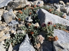 Eriogonum holmgrenii