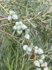 Rabdophaga strobiloides