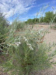 Rabdophaga strobiloides