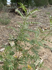 Glycyrrhiza lepidota