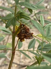 Glycyrrhiza lepidota