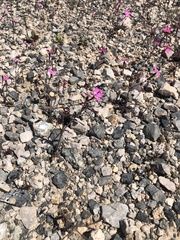 Silene integripetala integripetala