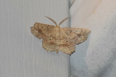 Euchlaena marginaria