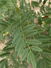 Glycyrrhiza lepidota