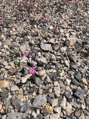 Silene integripetala integripetala