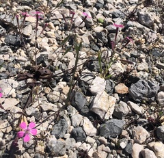 Silene integripetala integripetala