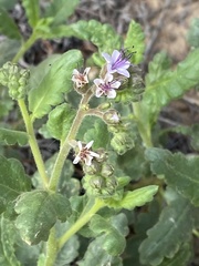 Phacelia integrifolia