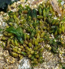 Halosaccion glandiforme