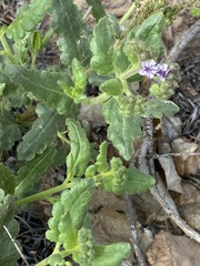 Phacelia integrifolia