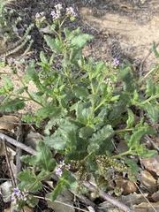 Phacelia integrifolia