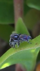 Maratus tasmanicus