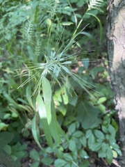 Elymus hystrix hystrix